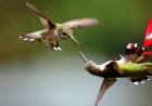 Some male hummingbirds employ their bills as weapons