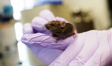 A pill to turn around maturing? Excitement outpaces reality 