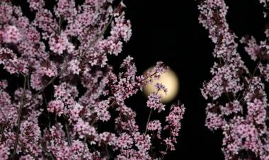 April's Pink Moon 2019: What Is It, Timings, and How Can You Watch the Full Moon? 